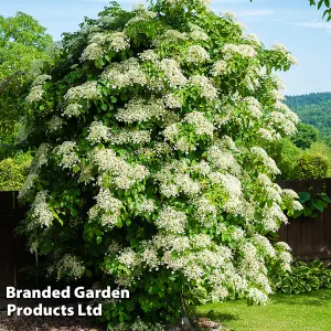 Hydrangea Petiolaris - 9 Litre Potted Plant x 1 - RHS Award of Garden Merit - Shade Tolerant