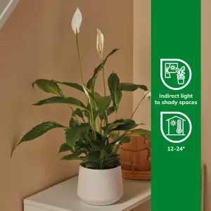 Verve Peace lily in White Ceramic Decorative pot 14cm