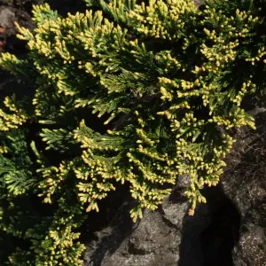 Juniperus Golden Carpet - Low-Spreading Evergreen Ground Cover (15-30cm Height Including Pot)