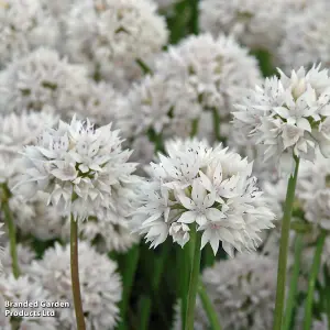 Allium Graceful Beauty 12 Bulbs