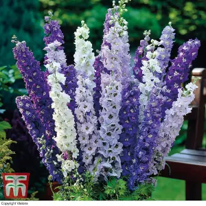 Delphinium Mixed 4 Bare Root Plants