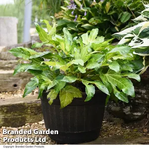 Fatsia Camouflage 9cm Potted Plant  x 2