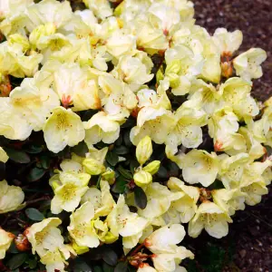 Rhododendron Wren Garden Plant - Yellow Blooms, Compact Size, Hardy (15-30cm Height Including Pot)