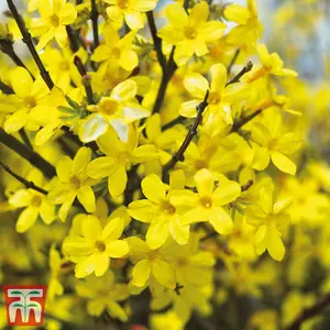 Winter Flowering Jasmine - Jasminum Nudiflorum - 9cm Potted Plant  x 3