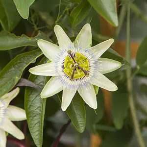 Passiflora Constance Elliot in a 9cm Pot - Exotic Passion Flowers for Gardens - Perfect in Pots for Patios