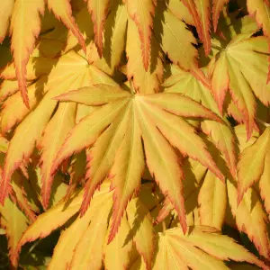 Acer Katsura - Japanese Maple, Ornamental Tree (20-30cm Height Including Pot)