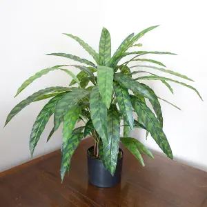 60cm Artificial Calathea Plant Variegated