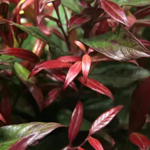 Leucothoe Scarletta Plant in 2L Pot with Hessian Gift Wrap - Dog Hobble Evergreen Shrub - Easy to Grow Christmas Gardening Gift