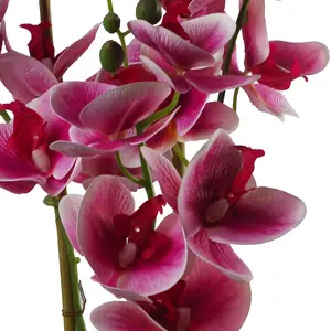 Orchid Arrangement in Planter Dark Pink