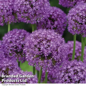 Allium Collection 105 - Flowering Bulbs