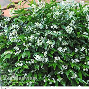 Trachelospermum Jasminoides 3 Litre Potted Plant x 1