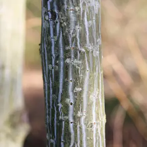 Acer Viper Tree - Distinctive Tree Bark, Compact Size, Hardy (5-6ft)