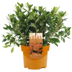 Orange Azalea (30-40cm Height Including Pot) - Vibrant Blooms, Japanese Evergreen