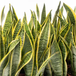 Sansevieria Laurentii - Elegant Indoor Snake Plant for UK Homes, Low Maintenance (30-40cm Height Including Pot)