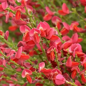 Cytisus Boskoop Ruby Garden Plant - Rich Ruby Red Blooms, Compact Size (15-30cm Height Including Pot)