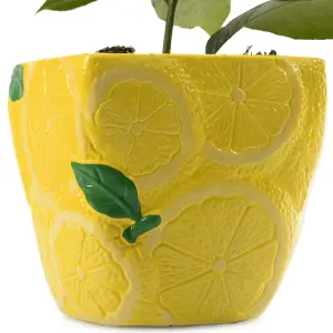 Citrus Lemon in Ceramic Pot: Elegant Home-Grown Citrus (20-30cm, 9cm Pot)