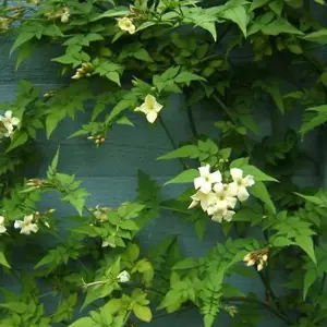 Jasminum Clotted Cream Garden Plant - Beautiful Cream Blooms, Compact Size (20-30cm Height Including Pot)