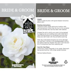 Bride and Groom White Rose - Outdoor Plant, Ideal for Gardens, Compact Size