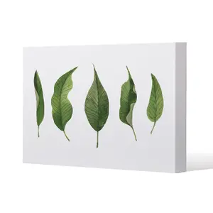 Selection Of Leaves (Canvas Print) / 90 x 90 x 4cm