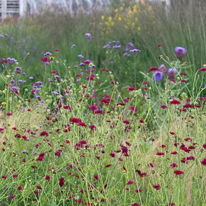 Macedonian Scabious Perennials Flowering Plants Knautia Macedonica 2L Pot