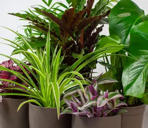 House Plants Indoor - Mix of 6 Real House Plants in 13cm Growers Pots