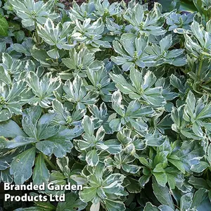 Pachysandra Terminalis Variegata 1.5 Litre Potted Plant x 1