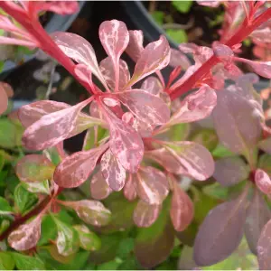 Berberis Harlequin - Outdoor Flowering Shrub, Ideal for UK Gardens, Compact Size (15-25cm Height Including Pot)