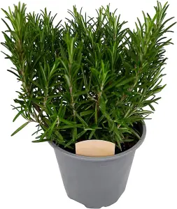 Rosemary Bush 14cm Pot - Ready to Plant in The Garden and Used for Culinary Purposes