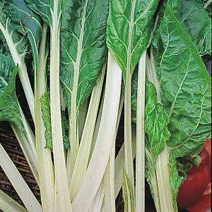 Swiss Chard (Leaf Beet) Lucullus 1 Seed Packet