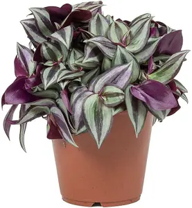 Tradescantia Zebrina Plant - 15-25cm In Height - Inch Plant For Indoors