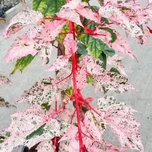 Acer Red Flamingo Tree - Striking Foliage, Compact Size, Hardy (5-6ft)