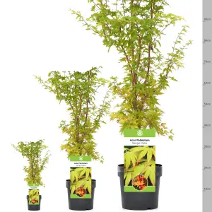 Acer Sango-Kaku - Coral Bark Maple, Outdoor Plant, Ideal for Gardens, Compact Size (80-100cm Height Including Pot)