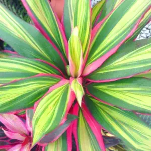 Cordyline 'Kiwi' Plant - Vibrant Foliage for Stunning Visual Impact, Perfect for UK Gardens and Patios (30-40cm)