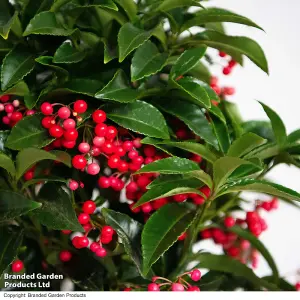 Gift Ardisia crenata Queen Star 12cm Pot x 1