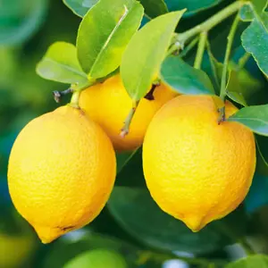 Lemon Tree - Outdoor Fruit Tree, Grow Your Own Tasty Fruits, Ideal Size for UK Gardens in 20cm Pot (2-3ft)