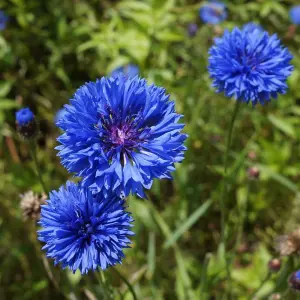 Cornflower Red White & Blue - 1 Seed Packet (125 Seeds)