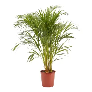 Verve Butterfly palm in Terracotta Plastic Grow pot 24cm