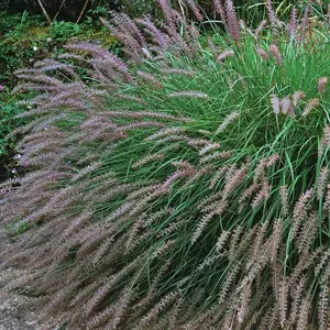 Wildflower Seeds for The Garden - Grow Your Own Wild Flower Seed Mix Poppies, Meadow Flowers & Grasses Bee Friendly Blooms