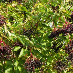 Hedge Elderberry (Sambucus nigra) 1 Bare Root Plant