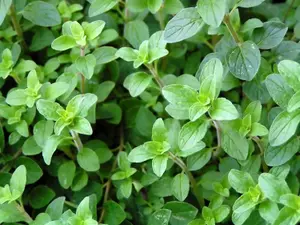 Oregano Herb Plant in 14cm Pot - Oreganos for Culinary Use - Ready to Plant