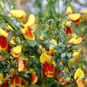 Cytisus Splendens, Broom Plant for UK Gardens (15-25cm Height Including Pot)