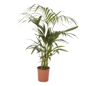 Verve Kentia Palm Foliage in Terracotta Plastic Grow pot 19cm