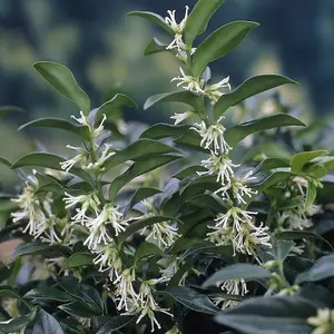 Humilis Sweet Box Outdoor Shrub Plant Sarcococca Hookeriana 2L Pot