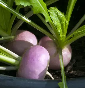 Turnip Atlantic 1 Seed Packet (75 Seeds)