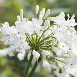 Agapanthus Arctic Star - Agapanthus africanus, Deciduous Perennial (10-20cm Height Including Pot)