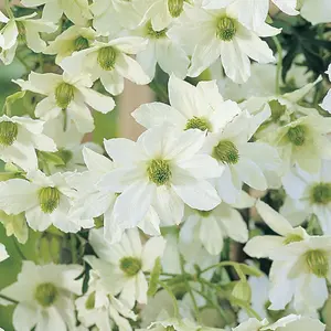 Clematis Early Sensation 2 Litre Potted Plant x 1