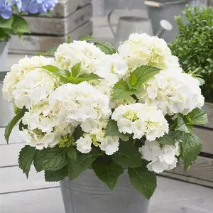 Little White Mophead Hydrangea Shrub Plant Hydrangea Macrophylla 2L Pot