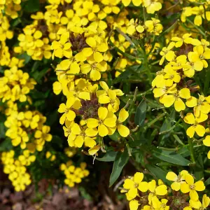 Erysimum Spring Breeze Sunglow - Perennial Wallflowers 5 Young plants