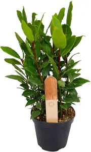 Bay Laurel Herb Plant in 12cm Pot - Laurus Nobilis for Culinary Use