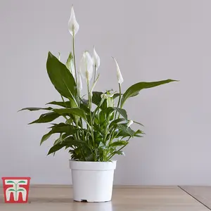 Peace Lily Houseplant 'Air So Pure' - Potted Plant (12cm Pot) x 1